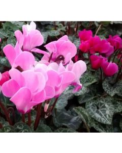 CYCLAMEN-Rosa Fucsia-M-11