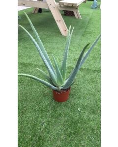 ALOE VERA M15/17 MEDIANA ESPA