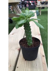 Planta Monadenium Guentheri