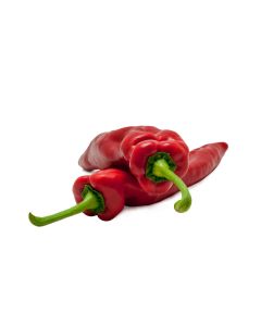 PLANTA DE PIMIENTO ITALIANO ROJO x 9