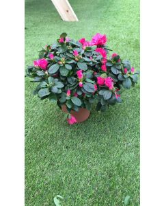 AZALEA COLORES M-14 2 LT/ 1.5 LT