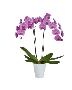 ORQUIDEA PHALAENOPSIS-Rosa Pastel-3 varas