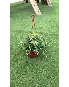 HEDERA COLGAR COLGANTE M15