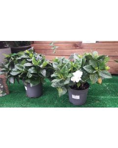 GARDENIA JASMIN PEQUE M13 Y M14