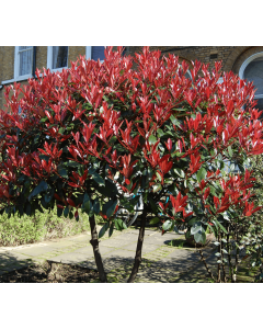 PHOTINIA 1.5LT 30-35CM