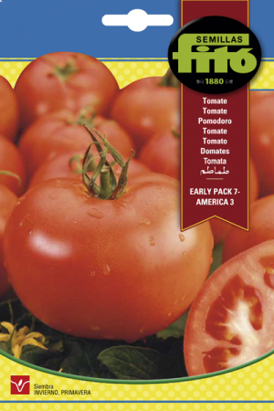Tomate Early Pack 7- America 3