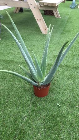 Planta Aloe Vera M-15