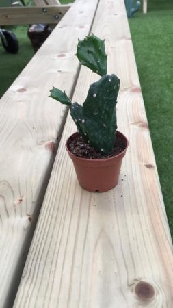 Planta Opunta Jamaica Cactus