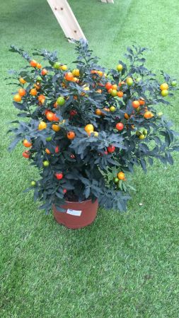 Planta Solanum Supreme