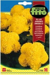 Crisantemo de los Jardines Amarillo