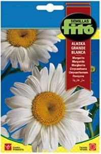 Margarita Grande de Alaska Blanca 